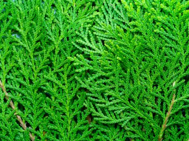 Chimese Arborvitae veya Orientali Arborvitae ağacının yeşil yaprağı. (Thuja Orientalis Endl!)