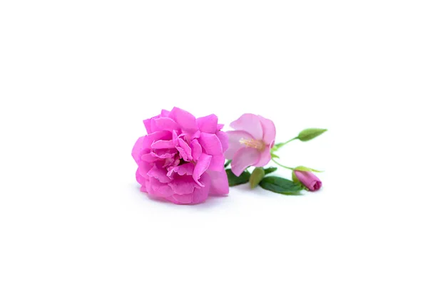 Rose Damas Rose Fleur Sur Fond Blanc Rosa Damascena — Photo
