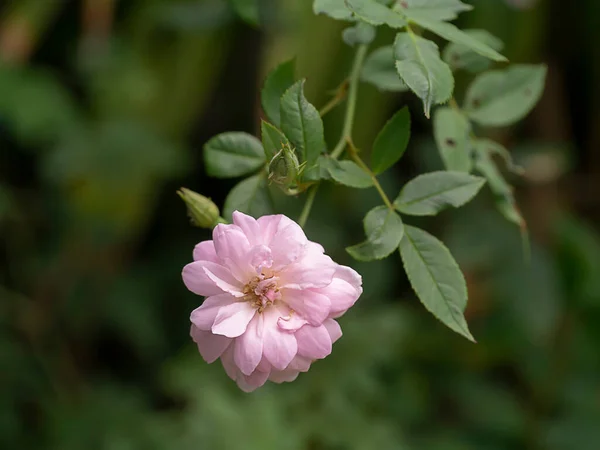 Gros Plan Rose Damas Rose Fleur Avec Fond Flou Rosa — Photo