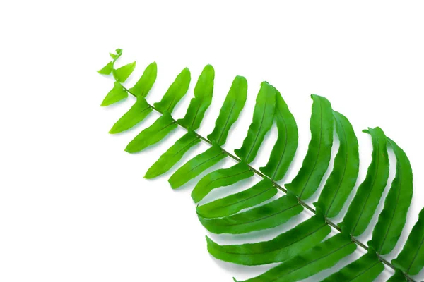 Close Fern Leaf White Background — Stock Photo, Image