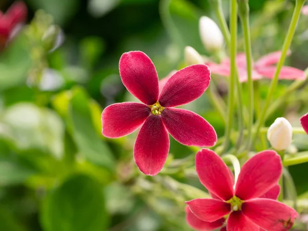 Close Chinese Honey Suckle Rangoon Creeper Drunken Sailor Combretum Indicum — Stock Photo, Image