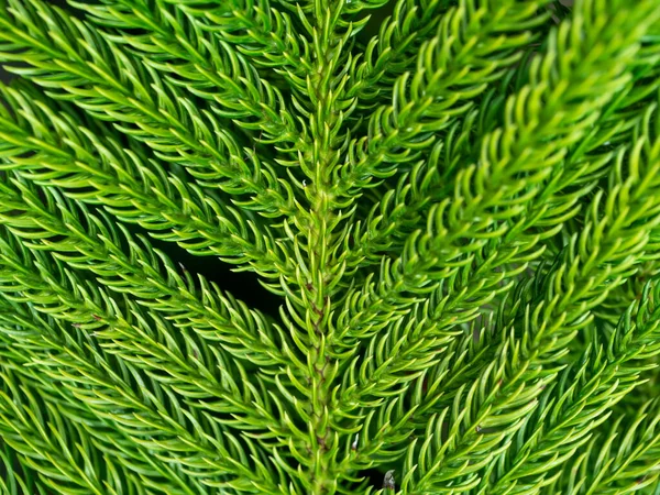 Close Norfolk Island Pine Deixa Fundo Araucaria Heterophylla Salisb — Fotografia de Stock