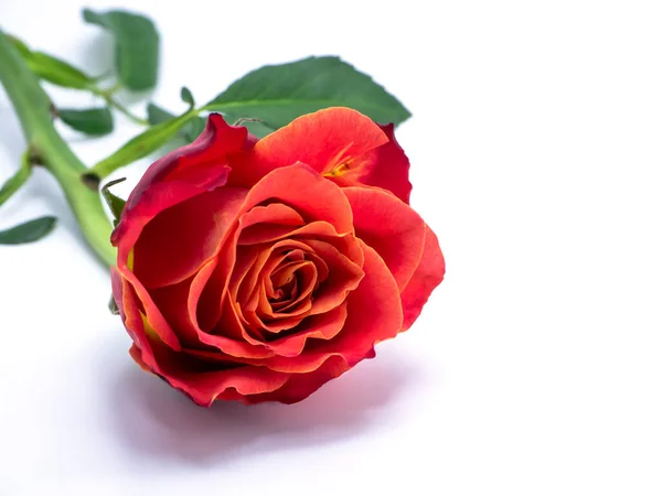Czerwona Róża Białym Tle Miękkim Cieniem — Zdjęcie stockowe