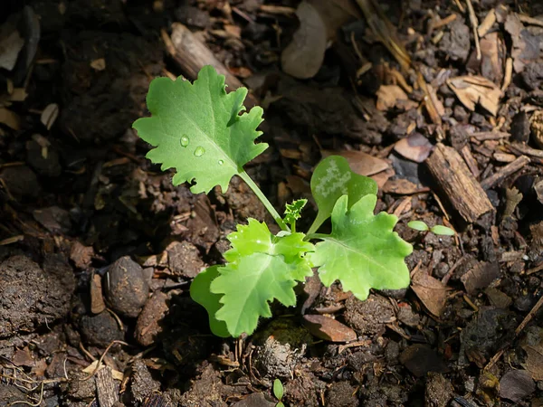 Närbild Odling Grönkål Brassica Oleracea Var Sabellica Marken — Stockfoto