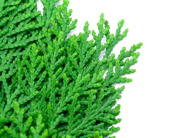 Folha Verde Chimese Arborvitae Orientali Arborvitae Árvore Sobre Fundo Branco — Fotografia de Stock