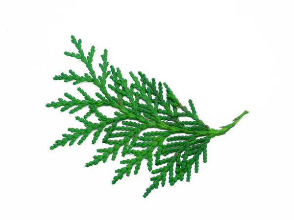 Zelený List Chimese Arborvitae Nebo Orientali Arborvitae Strom Bílém Pozadí — Stock fotografie