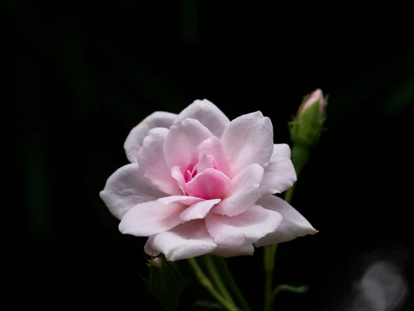 Gros Plan Rose Damas Rose Fleur Avec Fond Flou Sombre — Photo