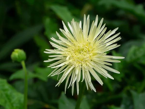 Zamknij Biały Gerbera Stokrotka Ogrodzie Rozmytym Tle — Zdjęcie stockowe