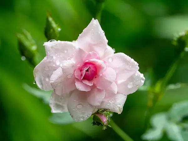 Zamknij Różowy Kwiat Damask Rose Kroplą Wody Rosa Damascena — Zdjęcie stockowe