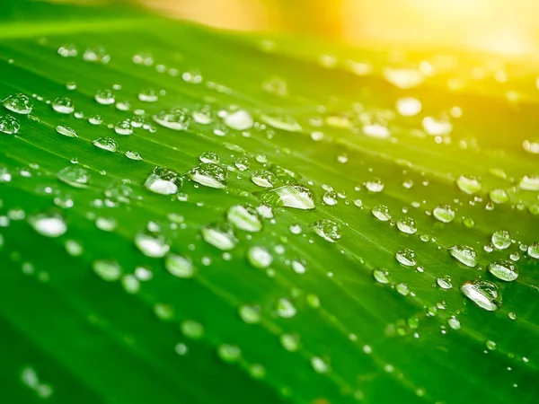 Gota Agua Hoja Plátano Después Las Lluvias Con Luz Solar —  Fotos de Stock