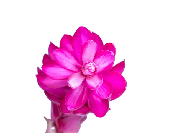 Flor Roja Jengibre Tropical Sobre Fondo Blanco — Foto de Stock