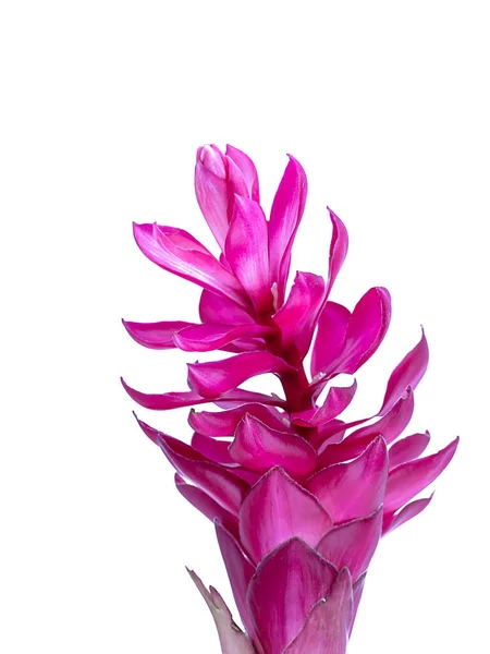 Close Tropischen Roten Ingwer Blume Auf Weißem Hintergrund — Stockfoto