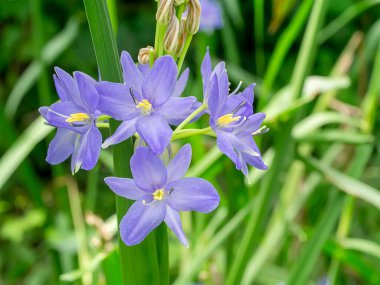 Mor çiçeği kapat (Bilimsel adı Monochoria elata Ridl bitkisi)
