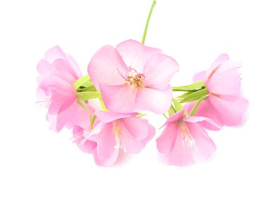 Beyaz arka planda Dombeya ağacının pembe çiçeği.