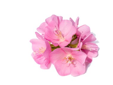 Beyaz arka planda Dombeya ağacının pembe çiçeği.