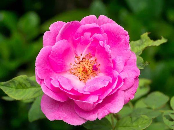 Pink Damask Rose Flower Rosa Damascena — Stock Photo, Image