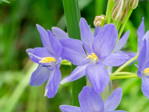 Gros Plan Fleur Violette Nom Scientifique Monochoria Elata Ridl Plant — Photo