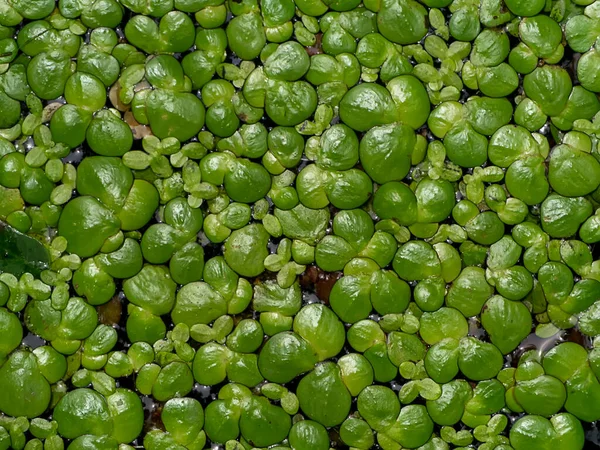 Cierre Lesser Duckweed Deja Segundo Plano Lemna Perpusilla Torr — Foto de Stock