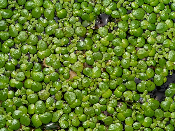 Cierre Lesser Duckweed Deja Segundo Plano Lemna Perpusilla Torr — Foto de Stock