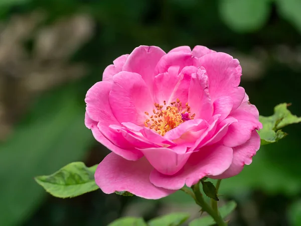 Ροζ Του Άνθους Νταμασκ Ρόουζ Rosa Damascena — Φωτογραφία Αρχείου