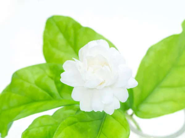 Close Van Witte Jasmijn Bloem Met Wazig Blad Witte Achtergrond — Stockfoto