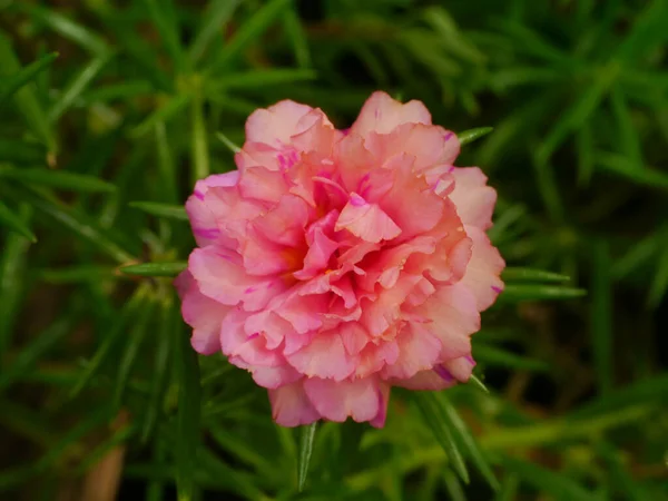 Zbliżenie Kwiatu Portulaca Nazwa Naukowa Portulaca Oleracea — Zdjęcie stockowe
