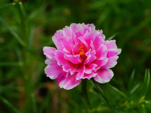 Zbliżenie Kwiatu Portulaca Nazwa Naukowa Portulaca Oleracea — Zdjęcie stockowe