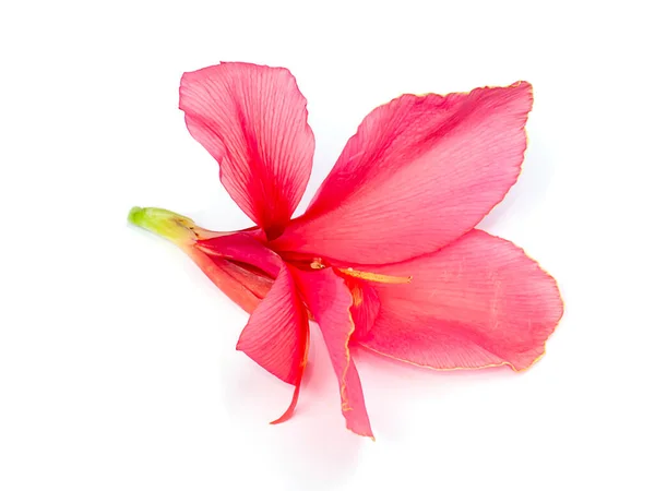 Flor Rosa India Sobre Fondo Blanco Canna Indica — Foto de Stock