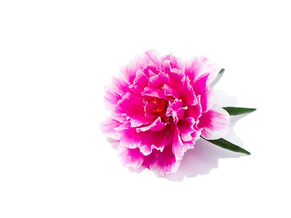 Gros Plan Fleur Rose Portulaca Nom Scientifique Portulaca Oleracea Sur — Photo