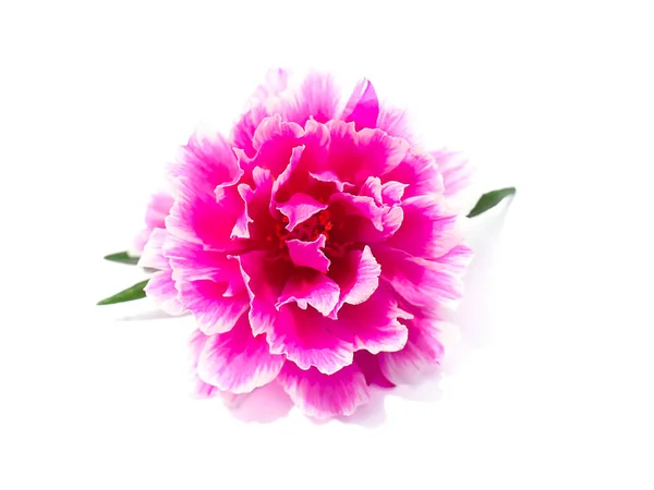 Nahaufnahme Einer Rosafarbenen Portulaca Blume Wissenschaftlicher Name Portulaca Oleracea Auf — Stockfoto