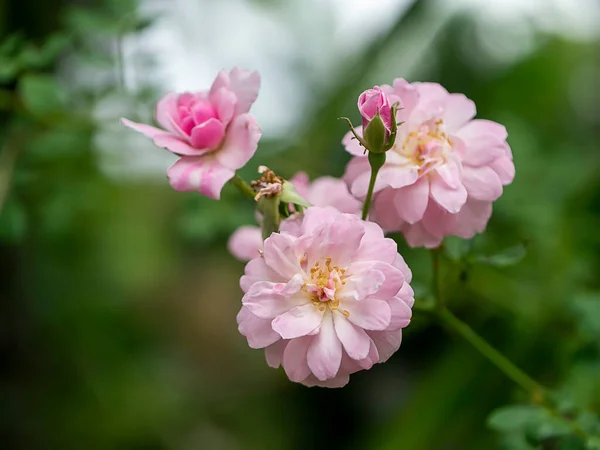 Zblízka Růžová Damask Rose Květiny Rozmazaným Pozadím Rosa Damascena — Stock fotografie