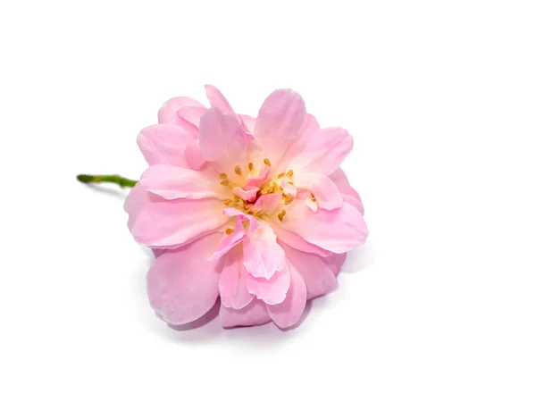 Roze Van Damast Rozenbloem Witte Achtergrond Rosa Damascena Met Zachte — Stockfoto