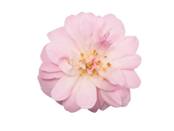 Закрыть Мягкую Розовую Дамаску Цветочным Изолятом Белом Фоне Обрезанием Дорожки — стоковое фото