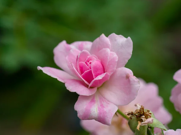 Damask Gül Çiçeğinin Arka Planı Bulanık Pembe Rengini Kapat Rosa — Stok fotoğraf