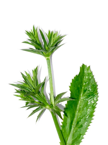 Close Culantro Blüte Und Grüne Blätter Auf Weißem Hintergrund Mit — Stockfoto