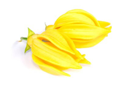Beyaz arka planda ylang-ylang, ilang-ilang, manorangini, hara-champa ya da kantali champa 'nın mis kokulu çiçekleri.
