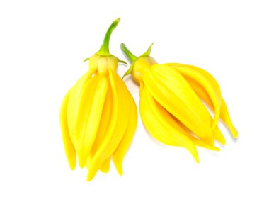 Beyaz arka planda ylang-ylang, ilang-ilang, manorangini, hara-champa veya kantali champa kokuları var..