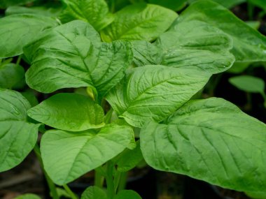 Bahçe doğasında Amarsnth yapraklarını kapamak (Bilimsel adı: Amaranthus viridis).