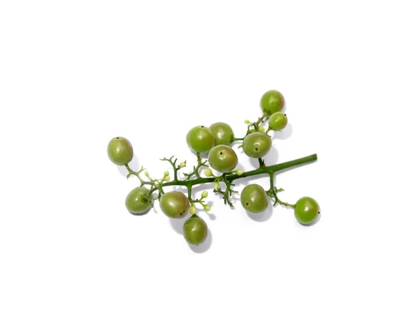 Fruta Cerca Del Pimiento Brasileño Schinus Terebinthifolius Sobre Fondo Blanco —  Fotos de Stock