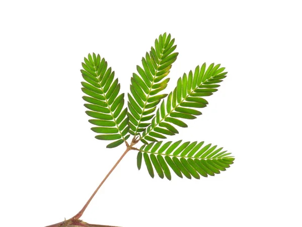 Närbild Blad Känslig Växt Eller Mimosa Pudica Växt Vit Bakgrund — Stockfoto