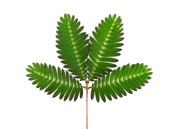 Close Leaf Sensitive Plant Mimosa Pudica Plant White Background — Stock Photo, Image