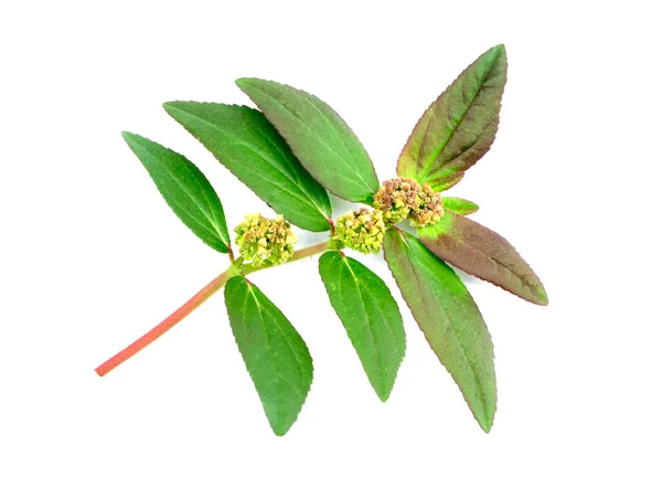 Закрыть Листья Садового Шпигата Растение Euphorbia Hirta Белом Фоне — стоковое фото