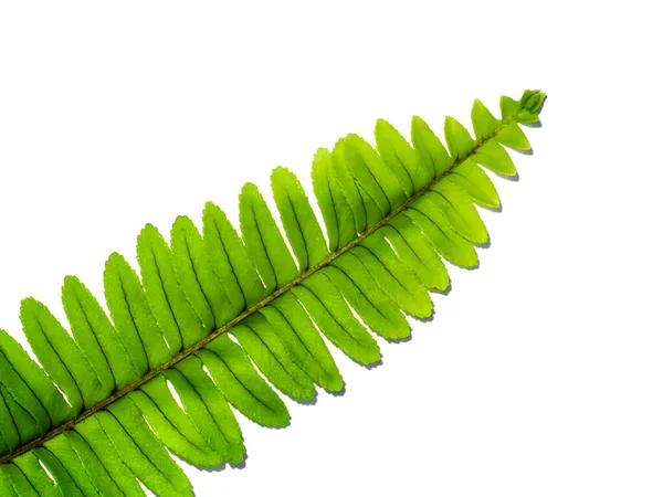 Fermer Feuille Fougère Sur Fond Blanc — Photo