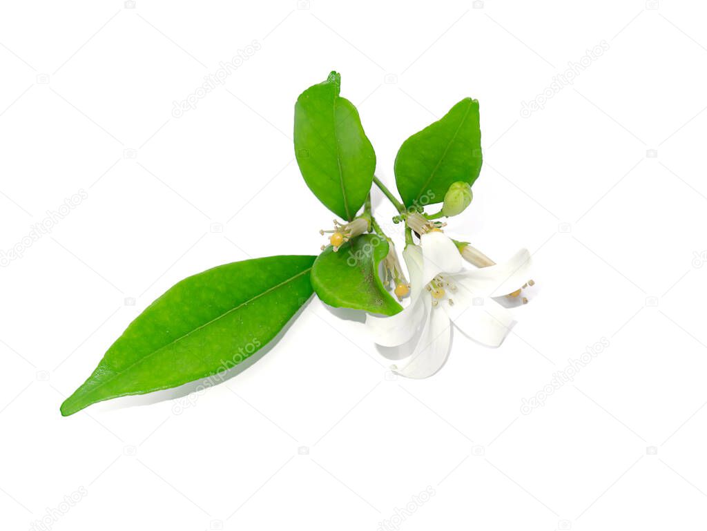 White Orange Jasmine or China Box flower (Murraya paniculata) on white background