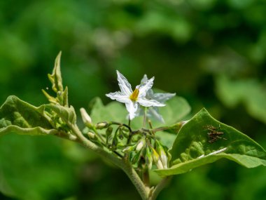 Solanum torvum, Common Asiatic Weed veya Turkey berry çiçeklerini kapatın. Bulanık arka planda bir sebze bitkisi mi?.