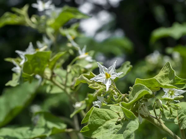 Solanum Torvum Common Asiatic Weed トルコベリーの花を閉じます ブラーを背景にした野菜のハーブです — ストック写真