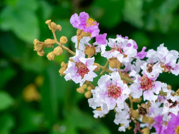 Feche Flor Bungor Nome Científico Lagerstroemia Floribunda Jack — Fotografia de Stock