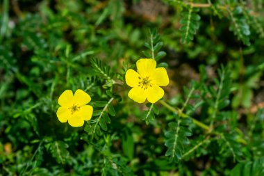 Kapat Şeytan Dikeni 'nin (Tribulus terrestris bitkisi) sarı çiçeğini bulanık yapraklarla.