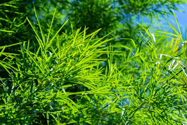 背景がぼやけている新鮮な竹の葉 — ストック写真