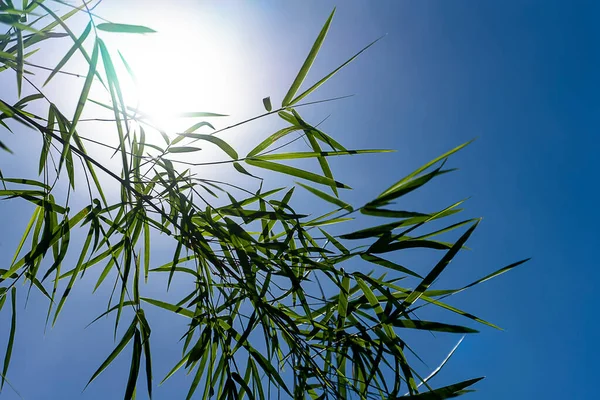 Folhas Bambu Frescas Com Fundo Sol Céu Azul — Fotografia de Stock